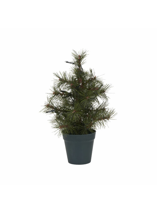 Sapin de Noêl, Pinus