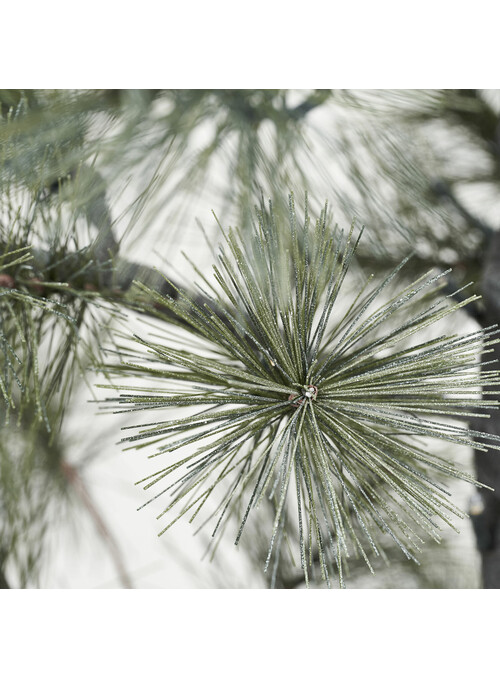 Sapin de Noêl, Peuce, Nature