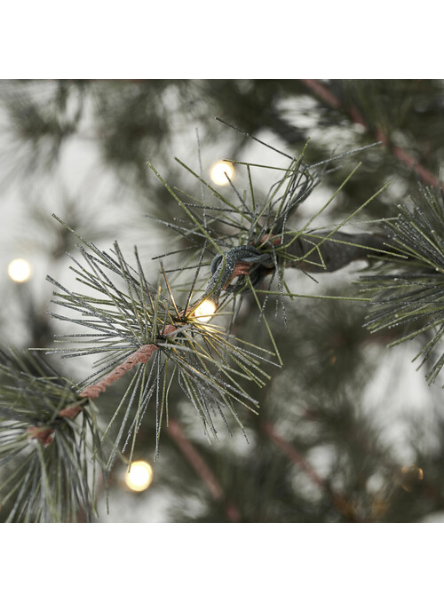 Sapin de Noêl, Pin, Nature