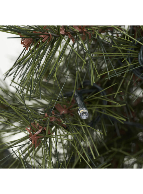 Sapin de Noêl, Pinus