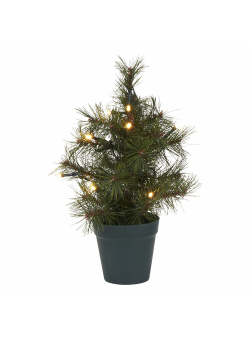 Sapin de Noêl, Pinus