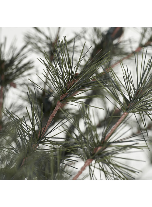 Sapin de Noêl, Pin, Nature