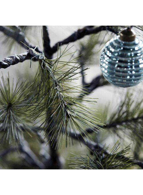 Sapin de Noêl, Peuce, Nature