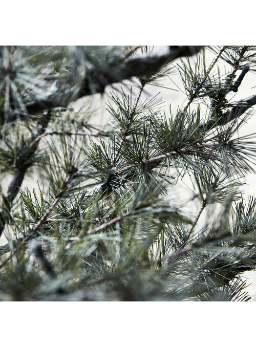 Sapin de Noêl, Pin, Nature