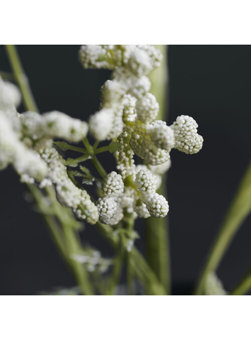 Fleur, Gypsophila, Blanc